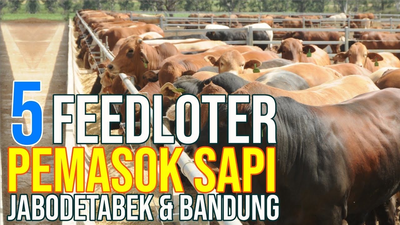 
                                 5-Feedloter-Pemasok-Daging-Wilayah-Jabodetabek-Dan-Bandung-Raya.jpg